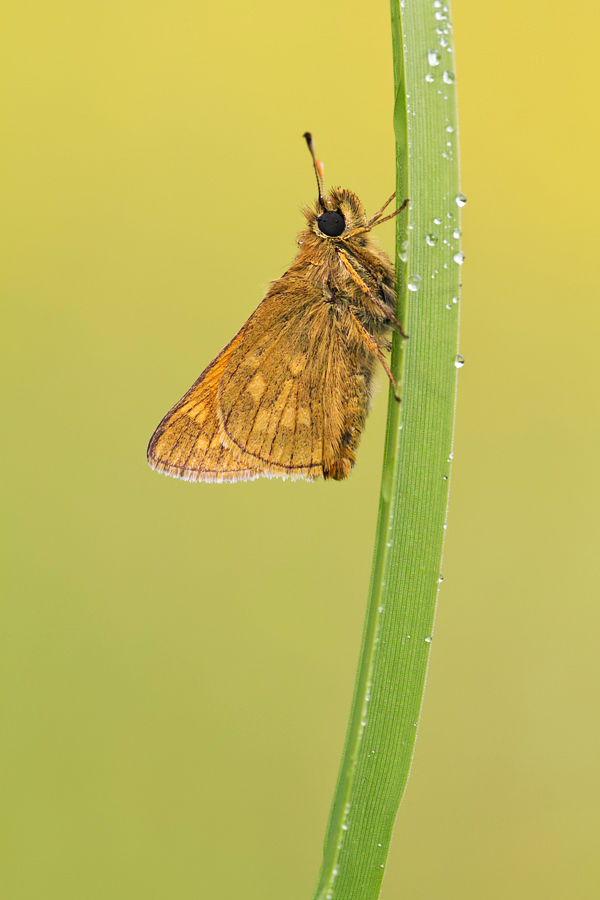 Large Skipper 2